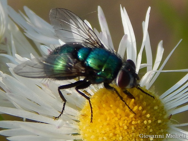 Lucilia gr. caesar/illustris (Calliphoridae), femmina